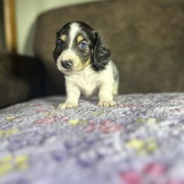 Dachshund Puppies from JBDKennel