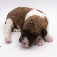 Bernedoodle, Saint Berdoodle, and Sheepadoodle Puppies from Yankee Doodle Puppies