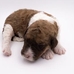 Bernedoodle, Saint Berdoodle, and Sheepadoodle Puppies from Yankee Doodle Puppies