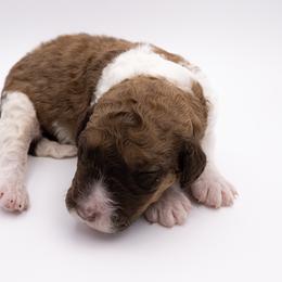 Bernedoodle, Saint Berdoodle, and Sheepadoodle Puppies from Yankee Doodle Puppies