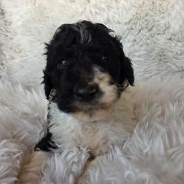 Blue collar - Parti male Poodle puppy in Spring Branch, Texas from Bear Hills kennel