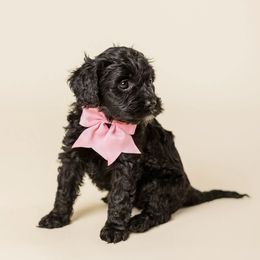 Vienna - Black female Cavapoo puppy in New River, Arizona from Catella Cavaliers and Cavapoos