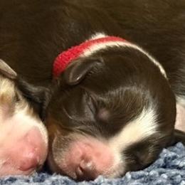 Apollo - Red tri male Miniature Australian Shepherd puppy in Pinnacle, North Carolina from Higher Elevations Mini Aussies