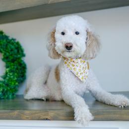 Luna - Poodle