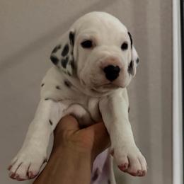 Rolly - White and black male Dalmatian puppy in Mesa, Arizona from Lauren's Dalmatians