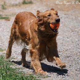 Harley - Dark golden female Golden Retriever puppy in Idaho Falls, Idaho from Once Upon A Dream Kennels