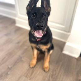 German Shepherd Puppies from Sassys Shepherds