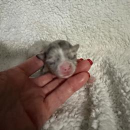 Jasper - Merle male Chihuahua puppy in Dime Box, Texas from Color Me Crazy Chihuahuas