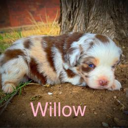 Willow - Red merle female Miniature Australian Shepherd puppy in Idalou, Texas from Lonesome Pine Mini Aussies