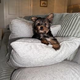 Bunny - Blue and gold male Yorkshire Terrier puppy in Fort Myers, Florida from Katherine’s Yorkies and Poodles