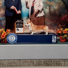 Amber - Pembroke Welsh Corgi