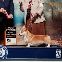 Amber - Pembroke Welsh Corgi