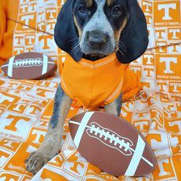 Bluetick Coonhound and Labrador Retriever Puppies from Five Oaks Retreat