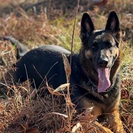 Indy - German Shepherd