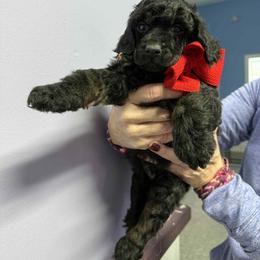 Red Boy - Phantom male Poodle puppy in Edgerton, Wisconsin from ERSA Acres Golden Retrievers...limited registration only offered, AKC Moyen and Miniature Poodles