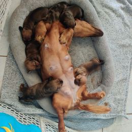 Dachshund Puppies from House of Slinkys