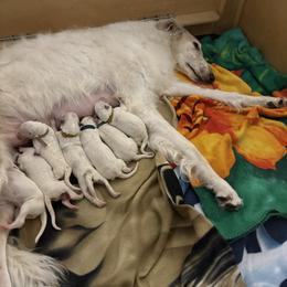Borzoi Puppies from Novgorod