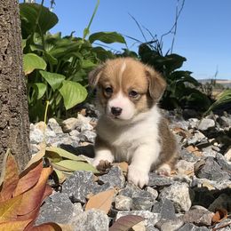 Pembroke Welsh Corgi Puppies from Whistling Wind Corgi’s