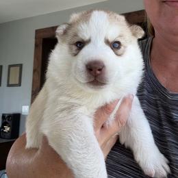 Boy 4 - Copper - Sable and white male Siberian Husky puppy in Independence, Wisconsin from Hito's Huskies