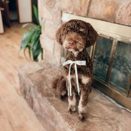Jetty - Goldendoodle