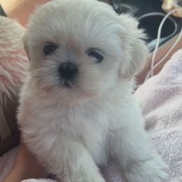 Dolly - Shih Tzu