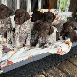 German Shorthaired Pointer Puppies from RED Clay Dogs