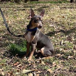 Berry - Rat Terrier