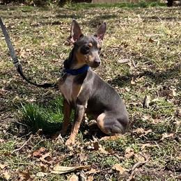 Berry - Rat Terrier