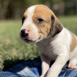 Boy 6 - American Foxhound puppy in Waxhaw, North Carolina from Setting Sun Kennel