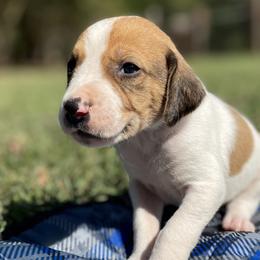 Boy 6 - American Foxhound puppy in Waxhaw, North Carolina from Setting Sun Kennel
