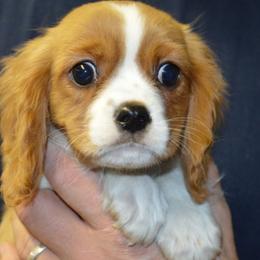 Salvador - Blenheim male Cavalier King Charles Spaniel puppy in Townville, South Carolina from Mid Lake Cavaliers