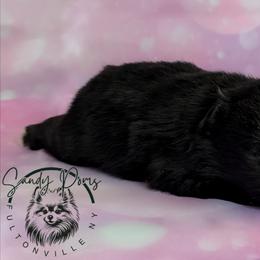 Latte - Black female Pomeranian puppy in Fultonville, New York from Sandy Aussies & Pomeranians