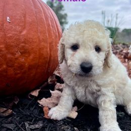 Aussiedoodle Puppies from Crabtree Farm Doodles