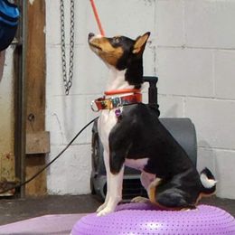 Basenjis and Toy Fox Terriers from Buck Iron Stables Kennel
