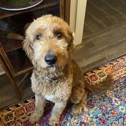 Goldendoodles and Labradoodles from Parks Avenue Goldendoodles