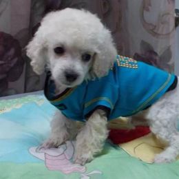 Poodle Puppies from Lowry Toy Poodles