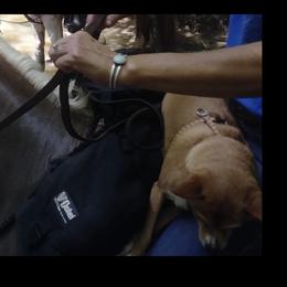 Chihuahua and Yorkshire Terrier All Grown Up from CoolMissLLC