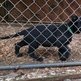 L. Green - Black male German Shepherd puppy in Roy, Washington from Diwaids Working German Shepherd Dogs