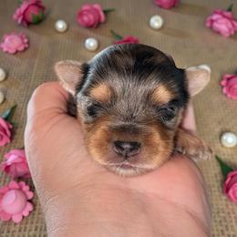 Vivian 3500 - Parti female Yorkshire Terrier puppy in Midland, Texas from Southern Yorkie Pies