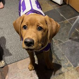 Labrador Retrievers from Summit Oaks Labradors