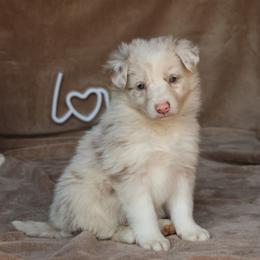 Thando - AKC Reg - Lilac merle male Border Collie puppy in Courtland, Alabama from C Bar C Ranch Border Collies