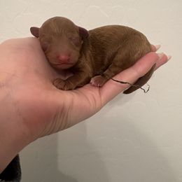 Odin - Red  male Poodle puppy in Queen Creek, Arizona from Prestigious Toy Poodles