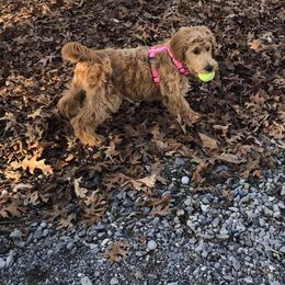 Goldendoodle, Labradoodle, Poodle, and Saint Berdoodle Puppies from Dent’s Doodles