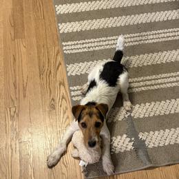 Jack Russell Terrier puppies from Cedar Grove Jack Russell Terriers