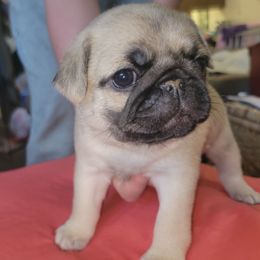 Flynn Ryder - Fawn male Pug puppy in Spokane, Washington from Kapelac's Royal Pugs