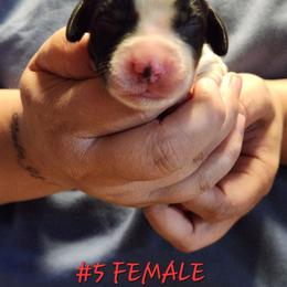 Maggie - Black and white female English Springer Spaniel puppy in Craig, Nebraska from Fur & Feathers Kennel