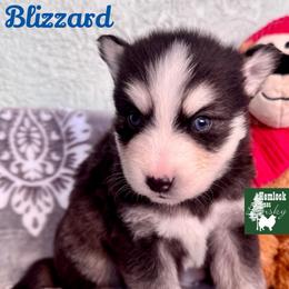 Blizzard - Black and white male Pomsky puppy in Venus, Pennsylvania from Hemlock Pines Pomsky