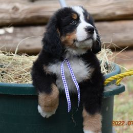 "Willie    Male    7 wks" Bernese Mountain Dog Puppies from Wilderness Way Berners