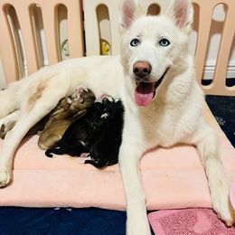 Siberian Husky Puppies from Nyx’s Pack