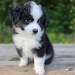 Gonzo - Black tri male Miniature Australian Shepherd puppy in Bethel Springs, Tennessee from Debbie's Miniature Australian Shepherds